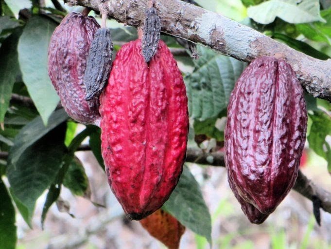 Ccn-51: Una amenaza botánica para el cacao venezolano